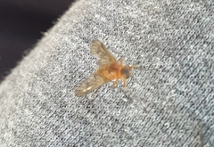 Brachycera