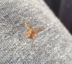 Brachycera