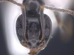 Tapinoma nigerrimum