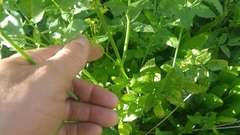 Osmorhiza occidentalis