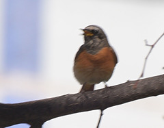 Phoenicurus phoenicurus