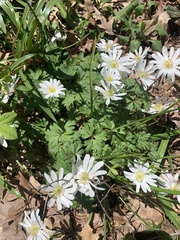 Anemonoides apennina