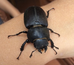 Lucanus cervus