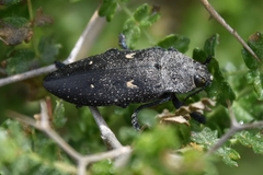 Chalcophorella stigmatica