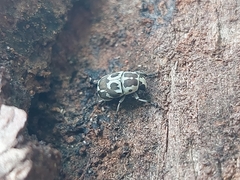 Phaenithon nigritarsis