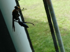 Sphex nitidiventris