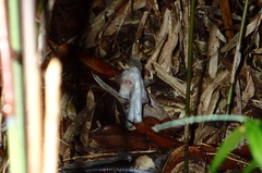 Monotropastrum humile