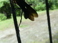 Sphex nitidiventris