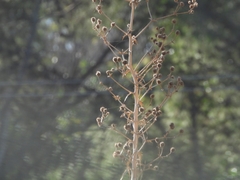 Eryngium paniculatum