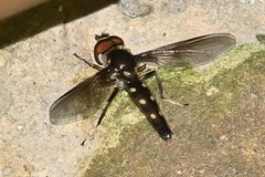 Ocyptamus gastrostactus