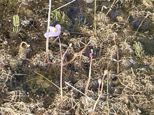 Utricularia purpurea image
