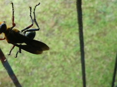 Sphex nitidiventris