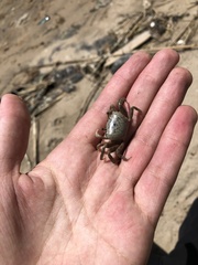 Leptuca pugilator