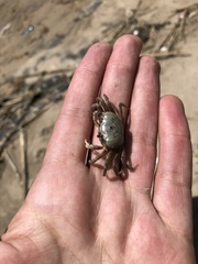 Leptuca pugilator