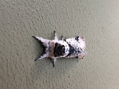 Furcula scolopendrina