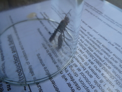 Sphex nitidiventris