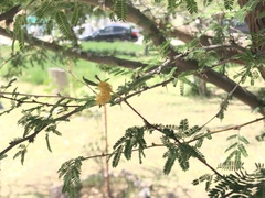 Vachellia farnesiana
