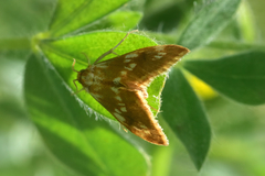 Epascestria pustulalis