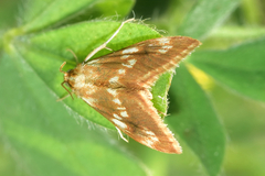 Epascestria pustulalis