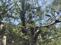 Vachellia farnesiana