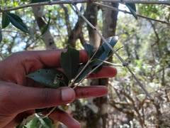 Olea woodiana