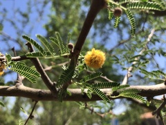 Vachellia farnesiana