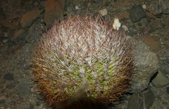 Eriosyce rodentiophila