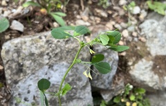 Medicago orbicularis