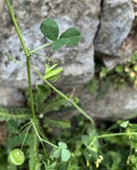 Medicago orbicularis