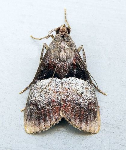 Pine Webworm Moth photo 3