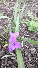 Tradescantia tharpii