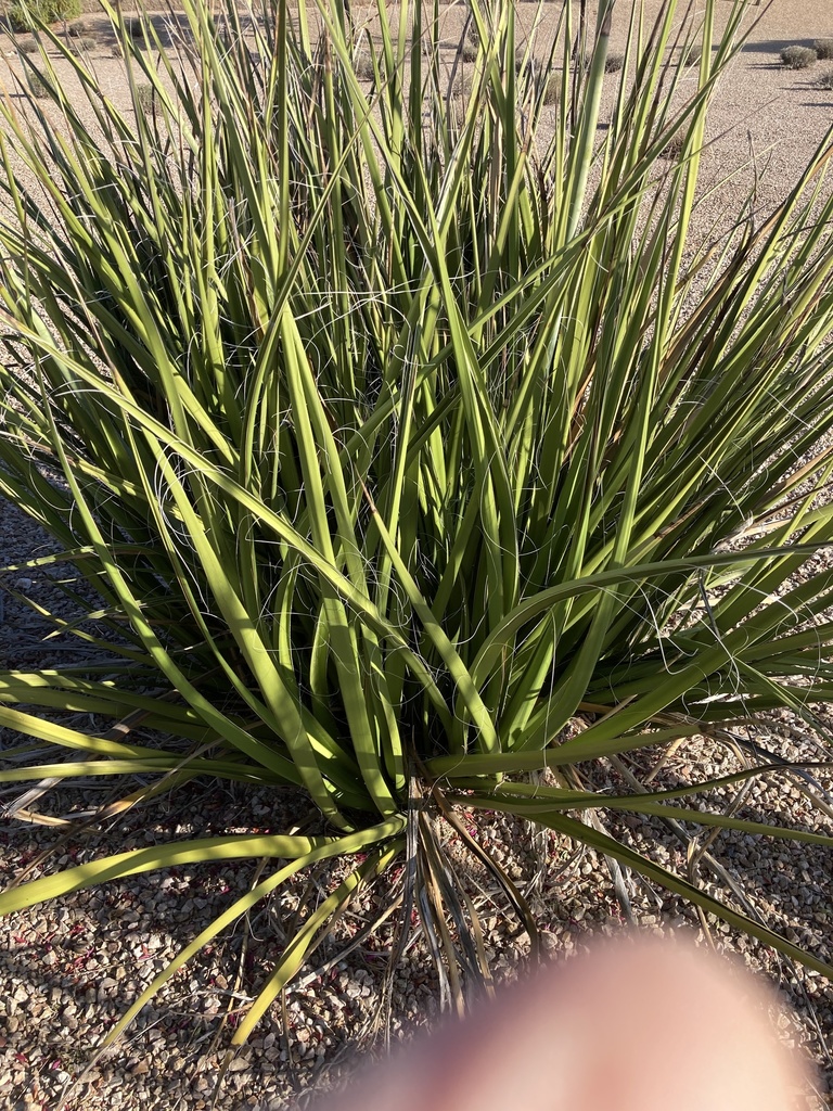 Yuccas from N Abby Cir, San Tan Valley, AZ, US on May 07, 2022 at 0723