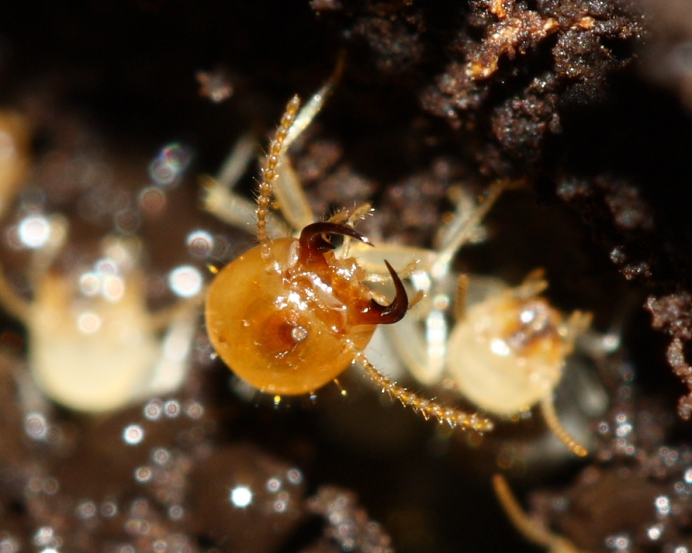 Mandibulate Nasute Termites