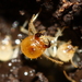 Mandibulate Nasute Termites - Photo (c) Stephen Luk, some rights reserved (CC BY-NC), uploaded by Stephen Luk