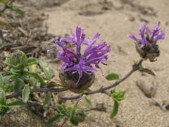 Monardella sinuata nigrescens
