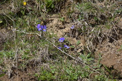 Viola calcarata