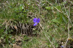 Viola calcarata