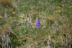 Viola calcarata