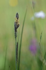 Carex hartmanii