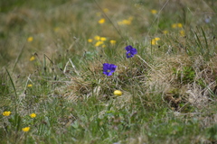 Viola calcarata