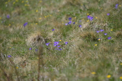 Viola calcarata