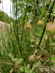 Clonopsis gallica