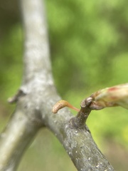 Callirhytis gallaestriatae