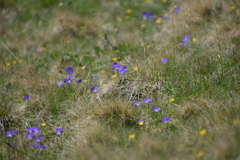 Viola calcarata