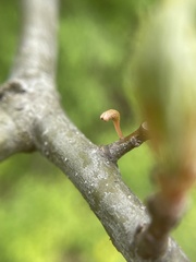 Callirhytis gallaestriatae