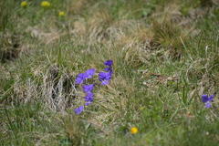 Viola calcarata