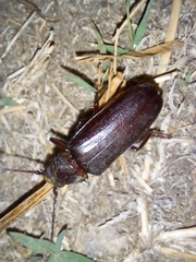 Aplagiognathus spinosus