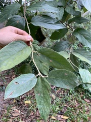 Moquiniastrum polymorphum