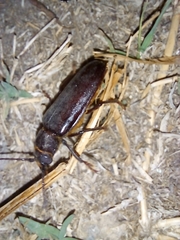 Aplagiognathus spinosus