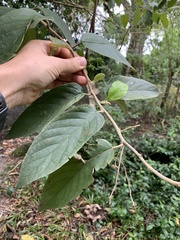 Moquiniastrum polymorphum